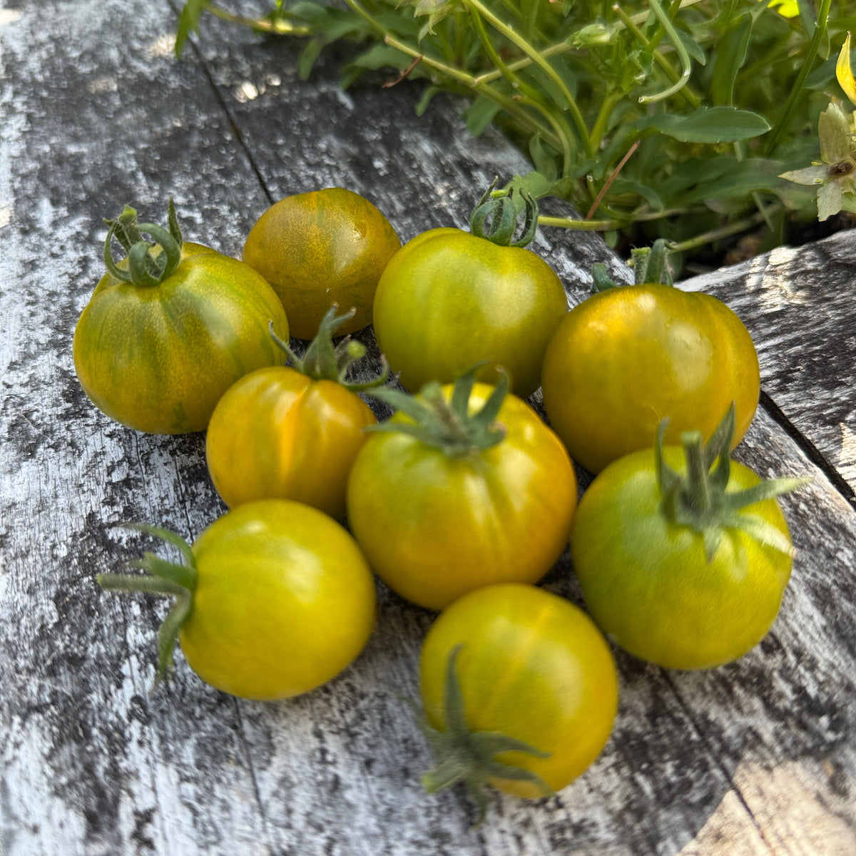 Seeds: Tomato - Sweet Baby Jade - Sugar Moon Gardens