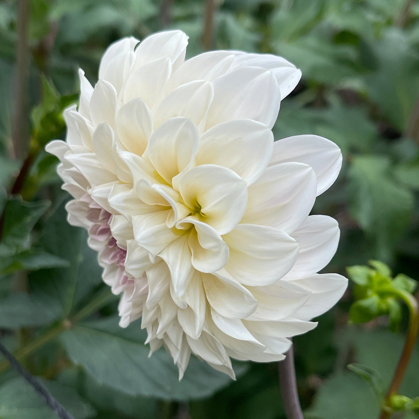 Dahlia Tuber: Sweet Natalie - Sugar Moon Gardens