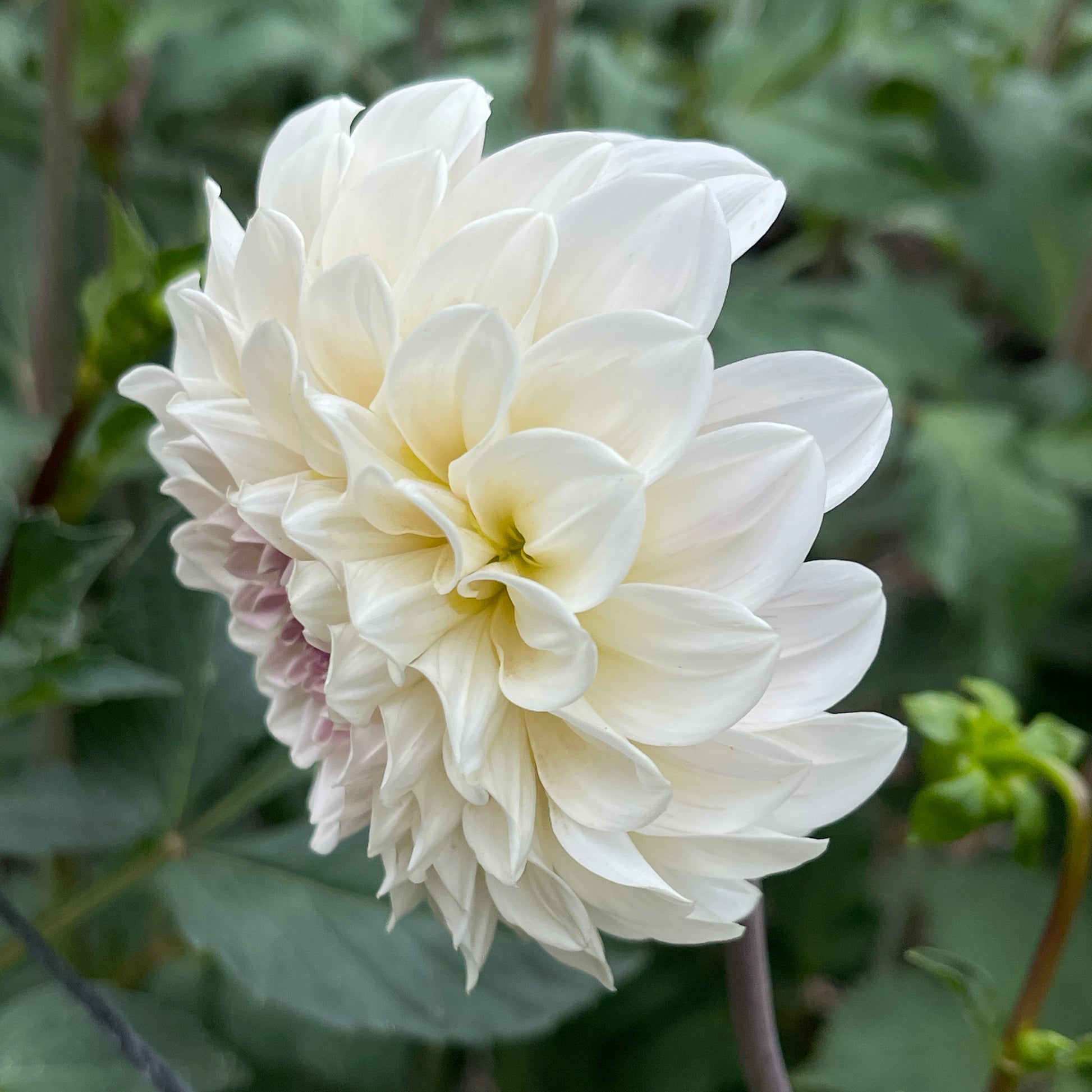 Dahlia Tuber: Sweet Natalie - Sugar Moon Gardens