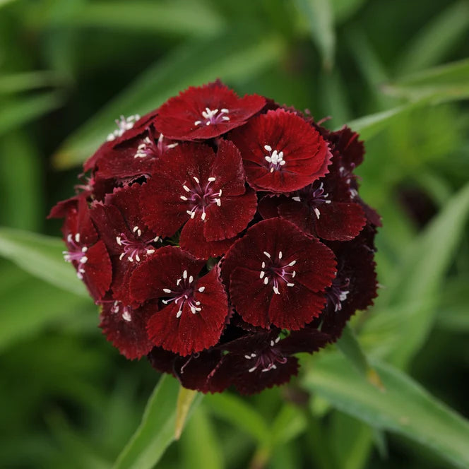 Dianthus Sweet Black Cherry - Sugar Moon Gardens