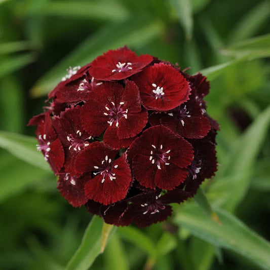 Dianthus Sweet Black Cherry - Sugar Moon Gardens