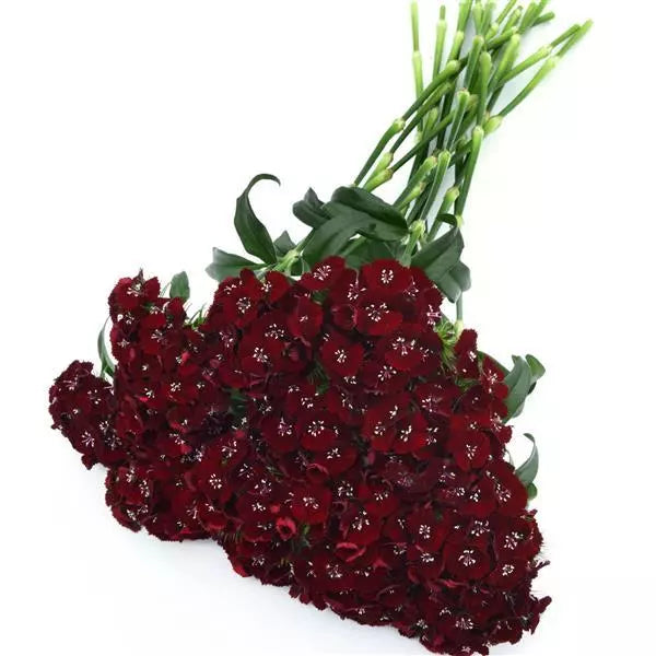 Dianthus Sweet Black Cherry - Sugar Moon Gardens