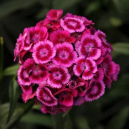 Seeds: Dianthus - Sweet Magenta Bicolor