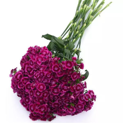 Seeds: Dianthus - Sweet Magenta Bicolor