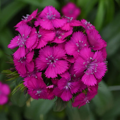 Seeds: Dianthus - Sweet Neon Purple