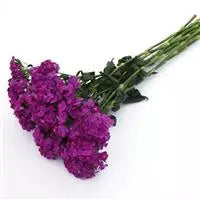 Seeds: Dianthus - Sweet Neon Purple