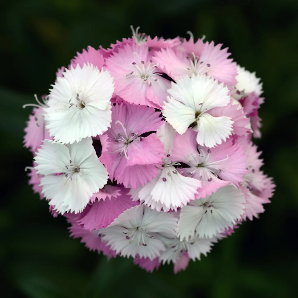Dianthus Sweet Pink Magic - Sugar Moon Gardens