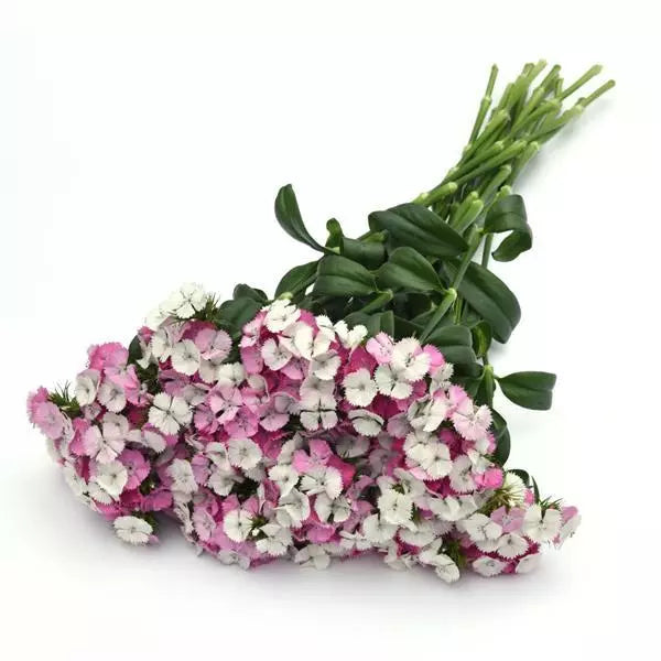 Dianthus Sweet Pink Magic - Sugar Moon Gardens
