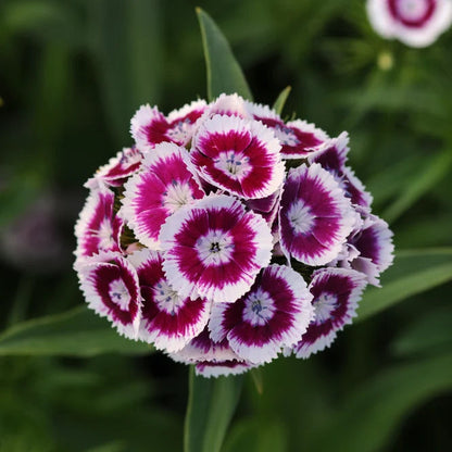 Sweet Purple and White Bicolor - Sugar Moon Gardens