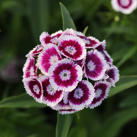 Sweet Purple and White Bicolor - Sugar Moon Gardens