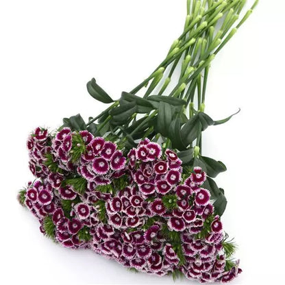 Sweet Purple and White Bicolor - Sugar Moon Gardens