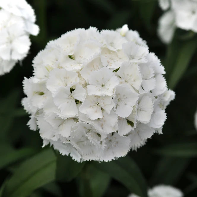 Dianthus Sweet White - Sugar Moon Gardens