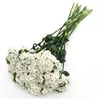 Dianthus Sweet White - Sugar Moon Gardens