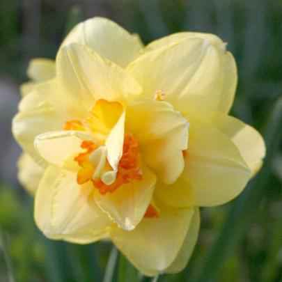 Daffodil bulb: Tahiti