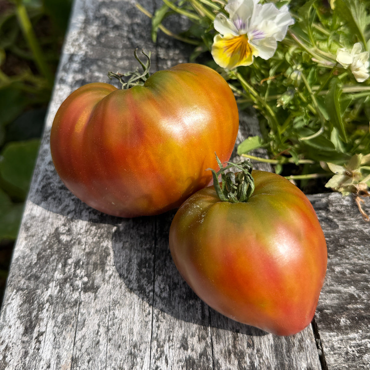 Seeds: Tomato - Taiga - Sugar Moon Gardens