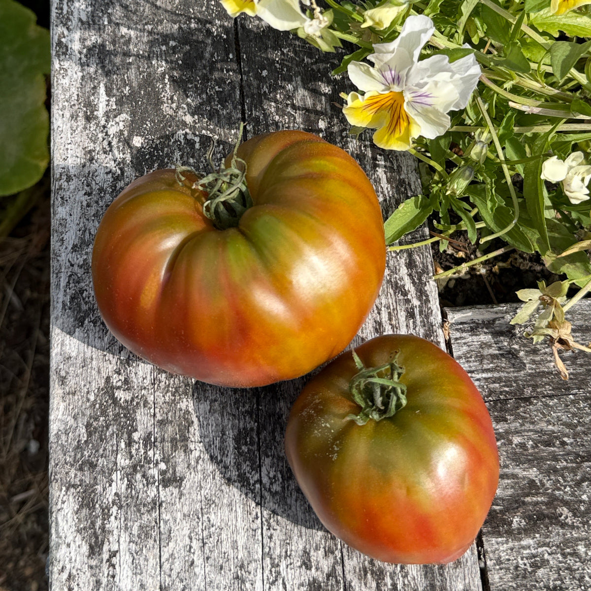 Seeds: Tomato - Taiga - Sugar Moon Gardens