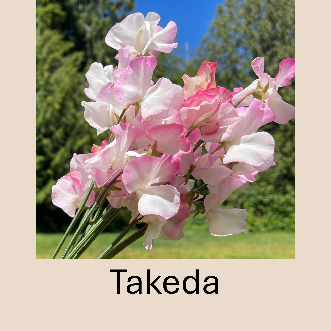 Flower Plant:‎ Sweet Peas - 2 per pot