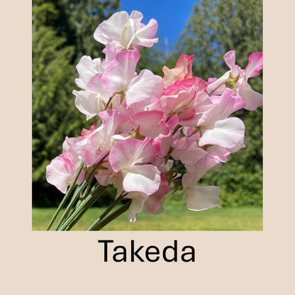 Flower Plant:‎ Sweet Peas - 2 per pot