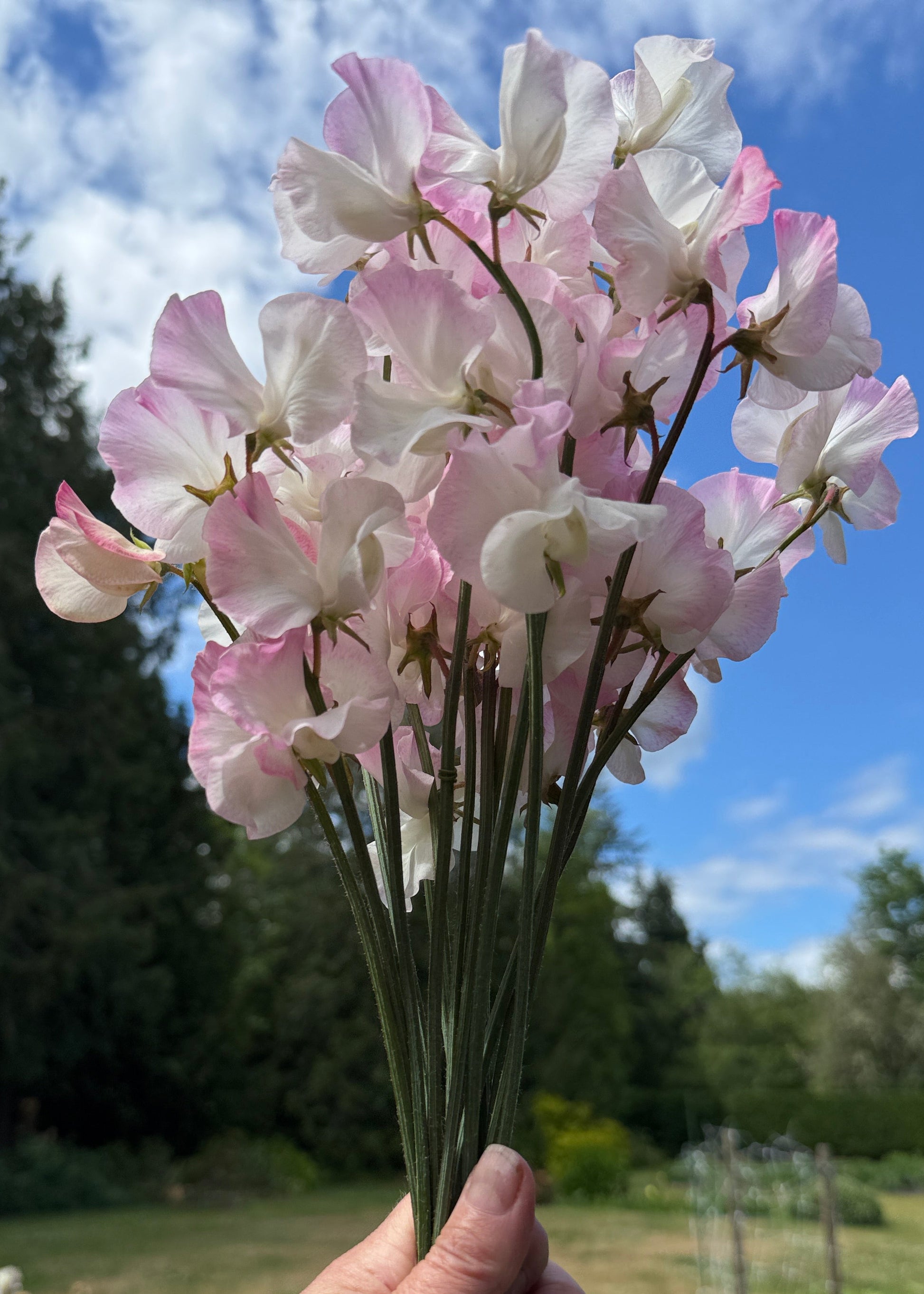 Sweet Pea Seeds: Takeda - Sugar Moon Gardens