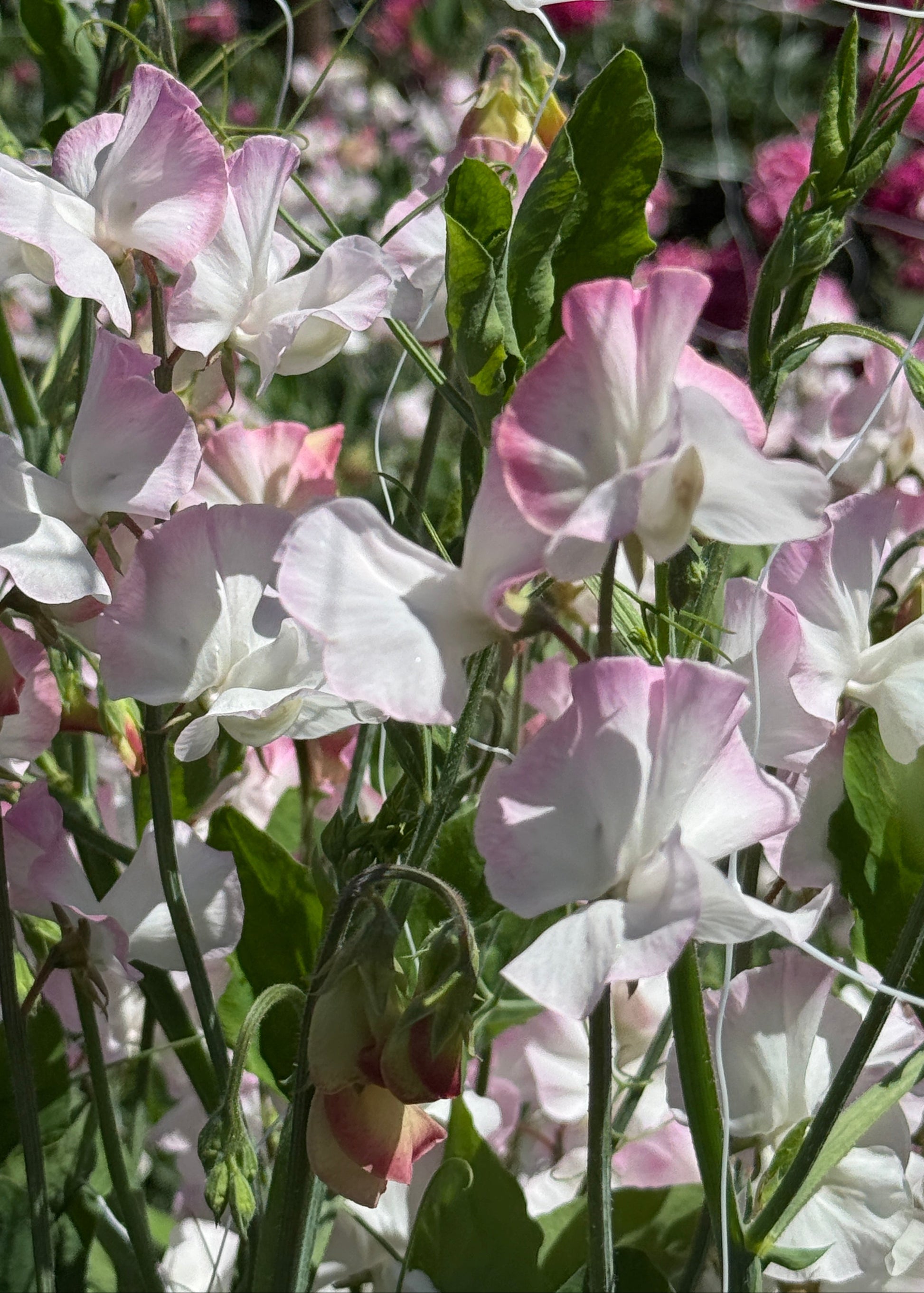 Sweet Pea Seeds: Takeda - Sugar Moon Gardens