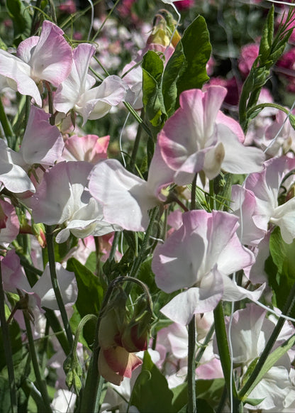 Sweet Pea Seeds: Takeda - Sugar Moon Gardens