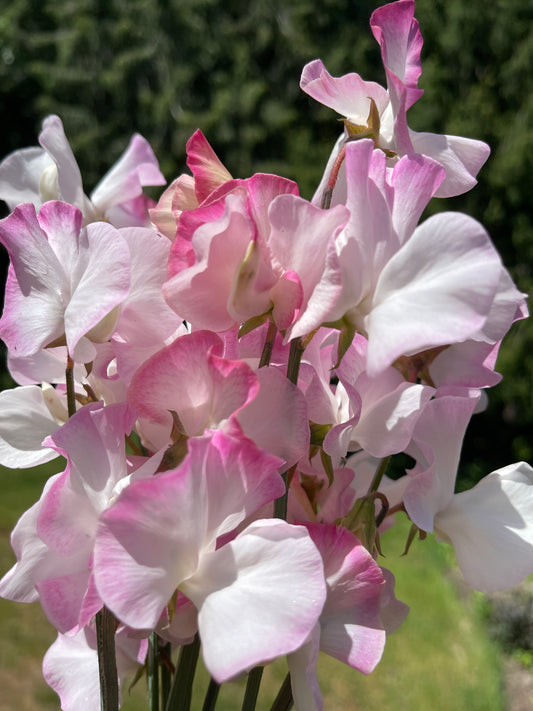 Sweet Pea Seeds: Takeda