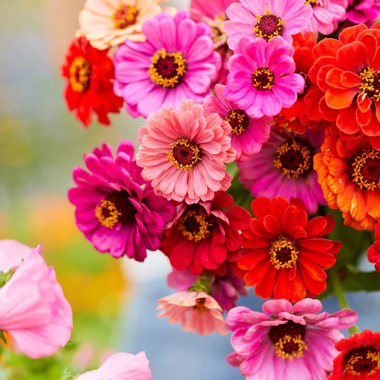 Seeds: Zinnia - Tall Dahlia Mix - Sugar Moon Gardens