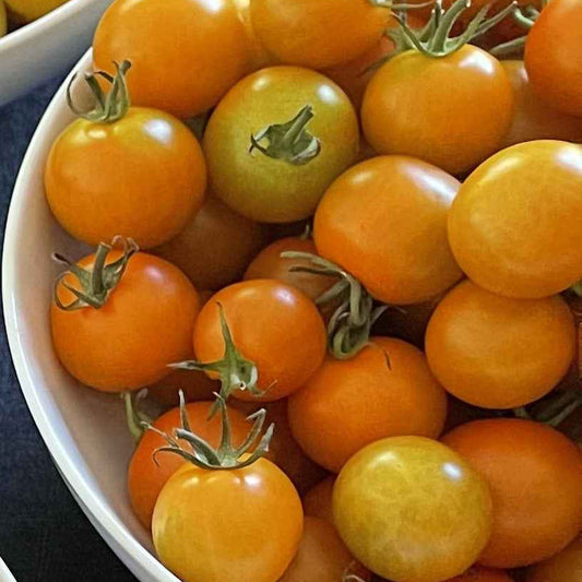 PREORDER: Tomato - Sungold (cherry)