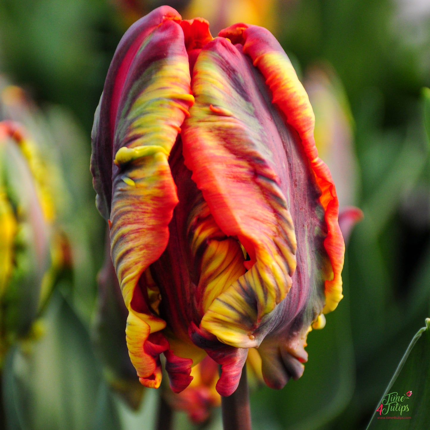 Tulip bulb - Rasta Parrot