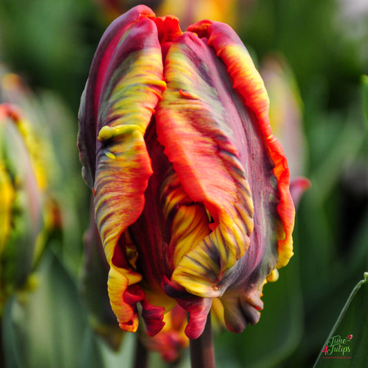 Tulip bulb - Rasta Parrot