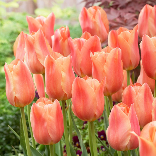 Tulip bulb - Stunning Apricot