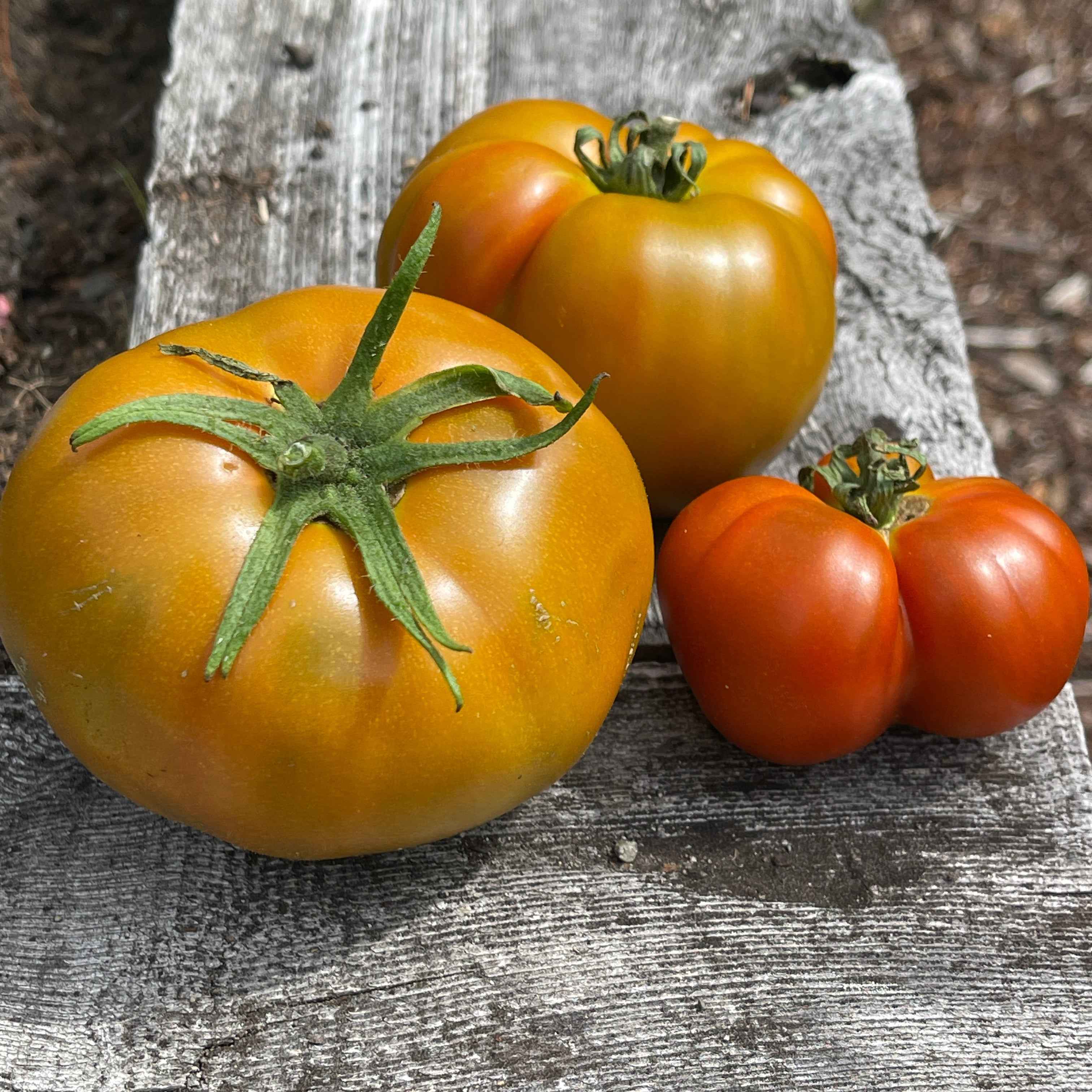 Veg Plant: Tomatoes - New & Exciting collection