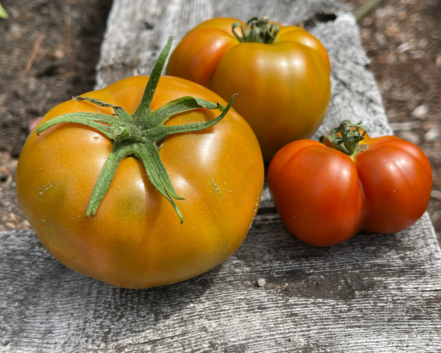 Seeds:‎ Tomato - Tupelo Honey