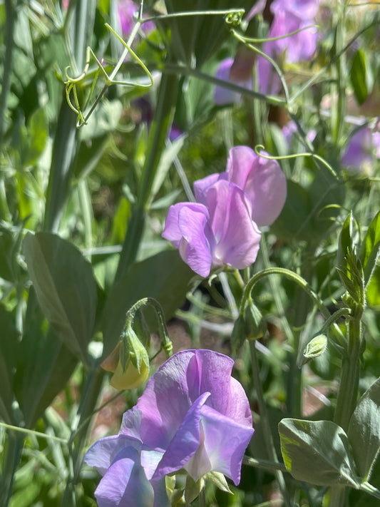 Sweet Pea Seeds: Turquoise Lagoon