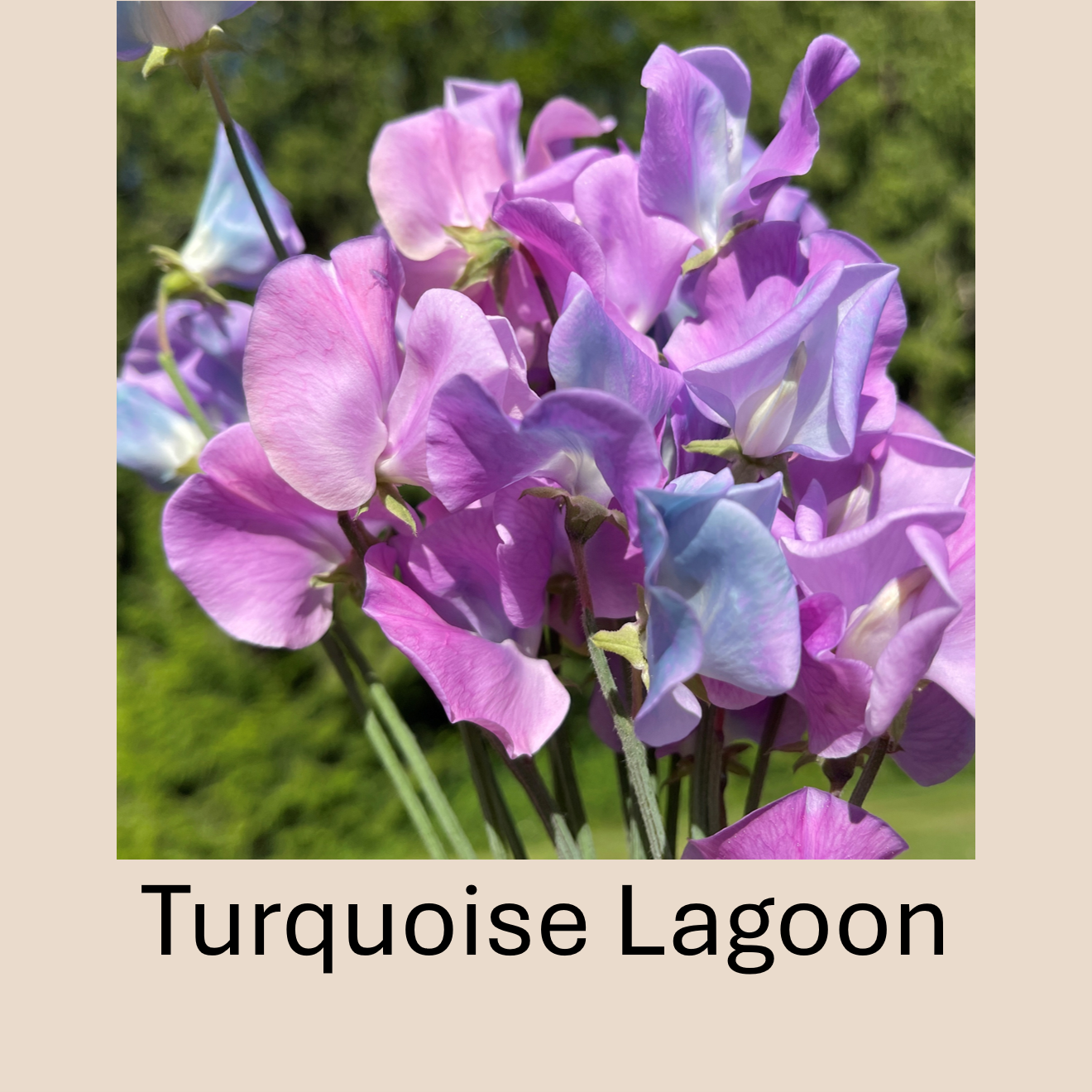 Flower Plant:‎ Sweet Peas - 2 per pot