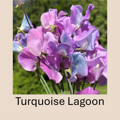 Flower Plant:‎ Sweet Peas - 2 per pot