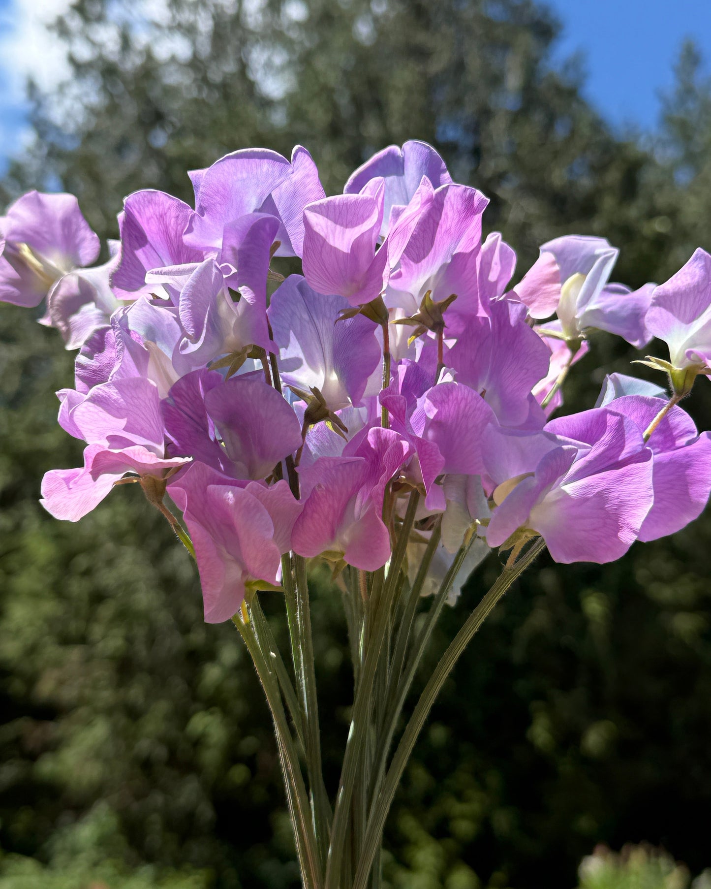Sweet Peas Turquoise Lagoon - Sugar Moon Gardens