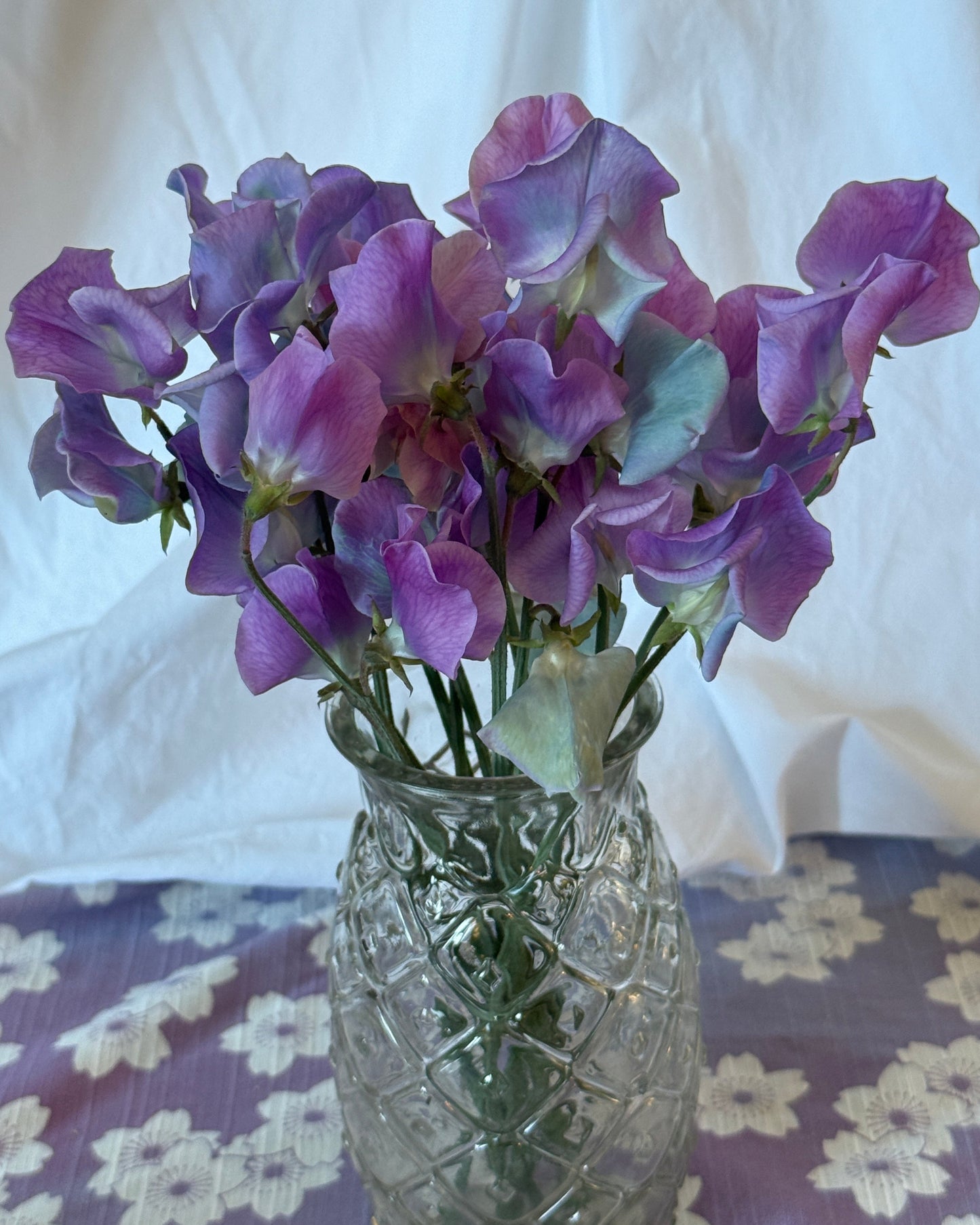 Sweet Peas Turquoise Lagoon - Sugar Moon Gardens