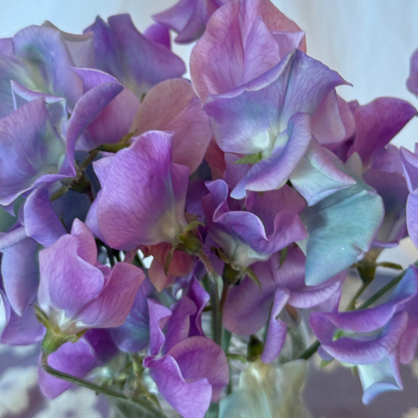 Sweet Peas Turquoise Lagoon - Sugar Moon Gardens