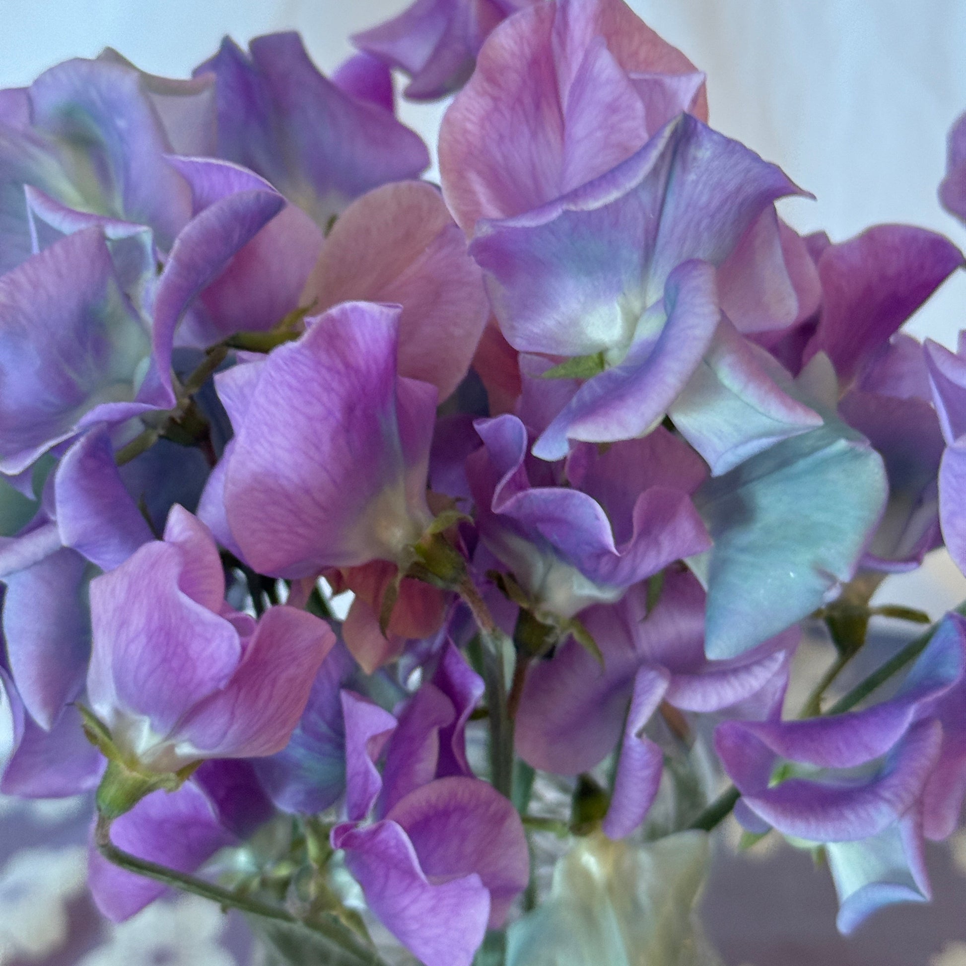 Sweet Peas Turquoise Lagoon - Sugar Moon Gardens