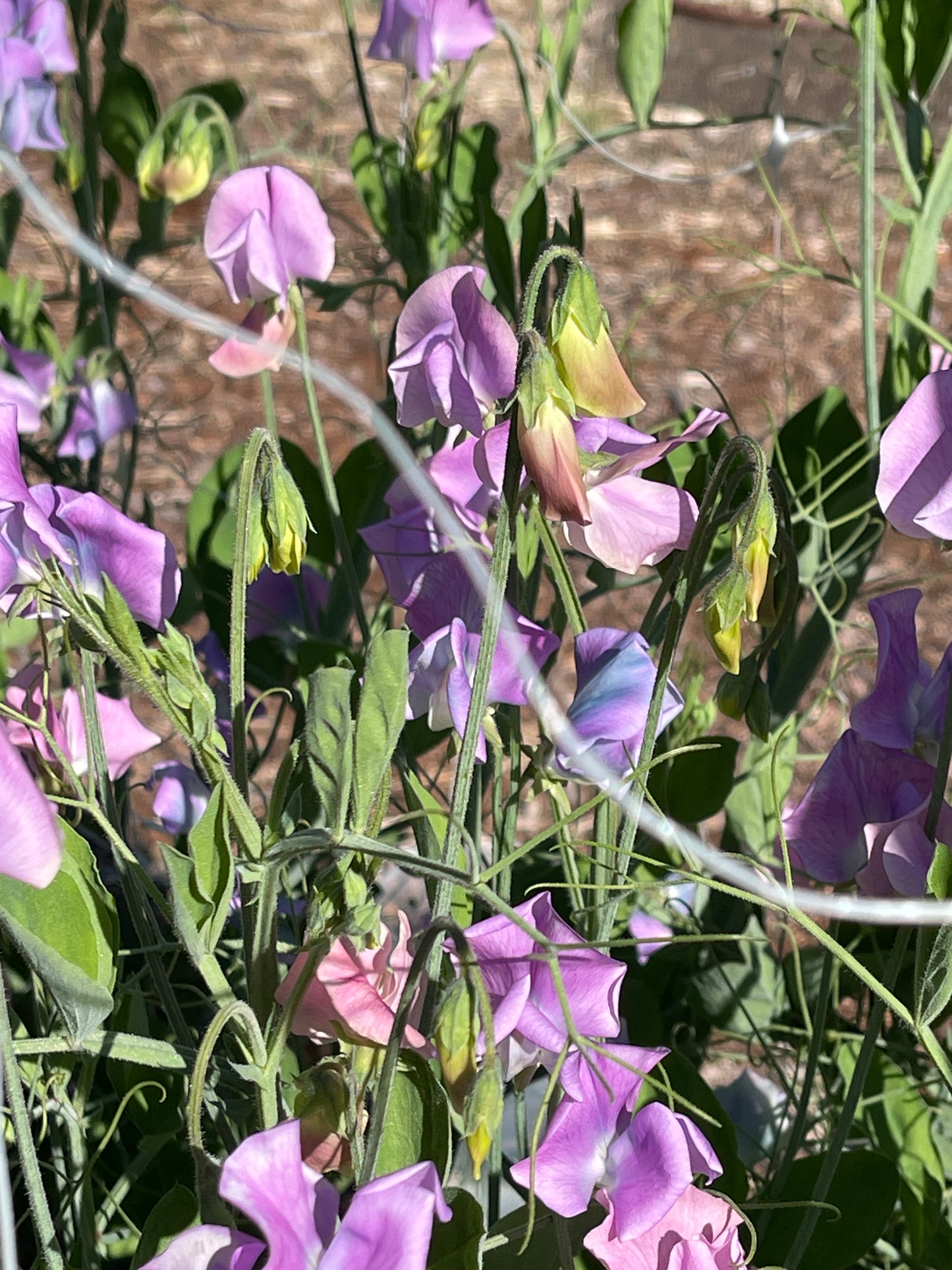 Sweet Pea Seeds: Turquoise Lagoon