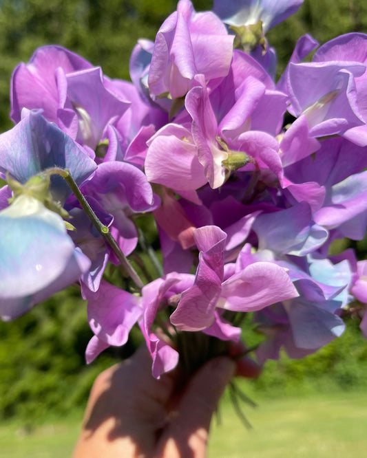 Sweet Pea Seeds: Turquoise Lagoon