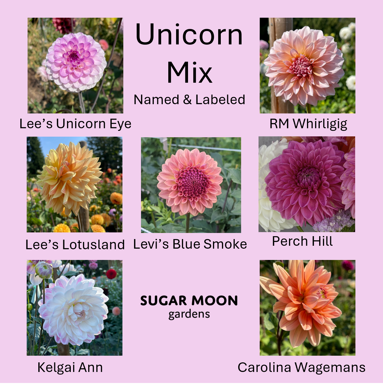 Seeds: Dahlia Mix - Unicorns