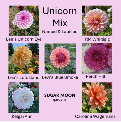 Seeds: Dahlia Mix - Unicorns