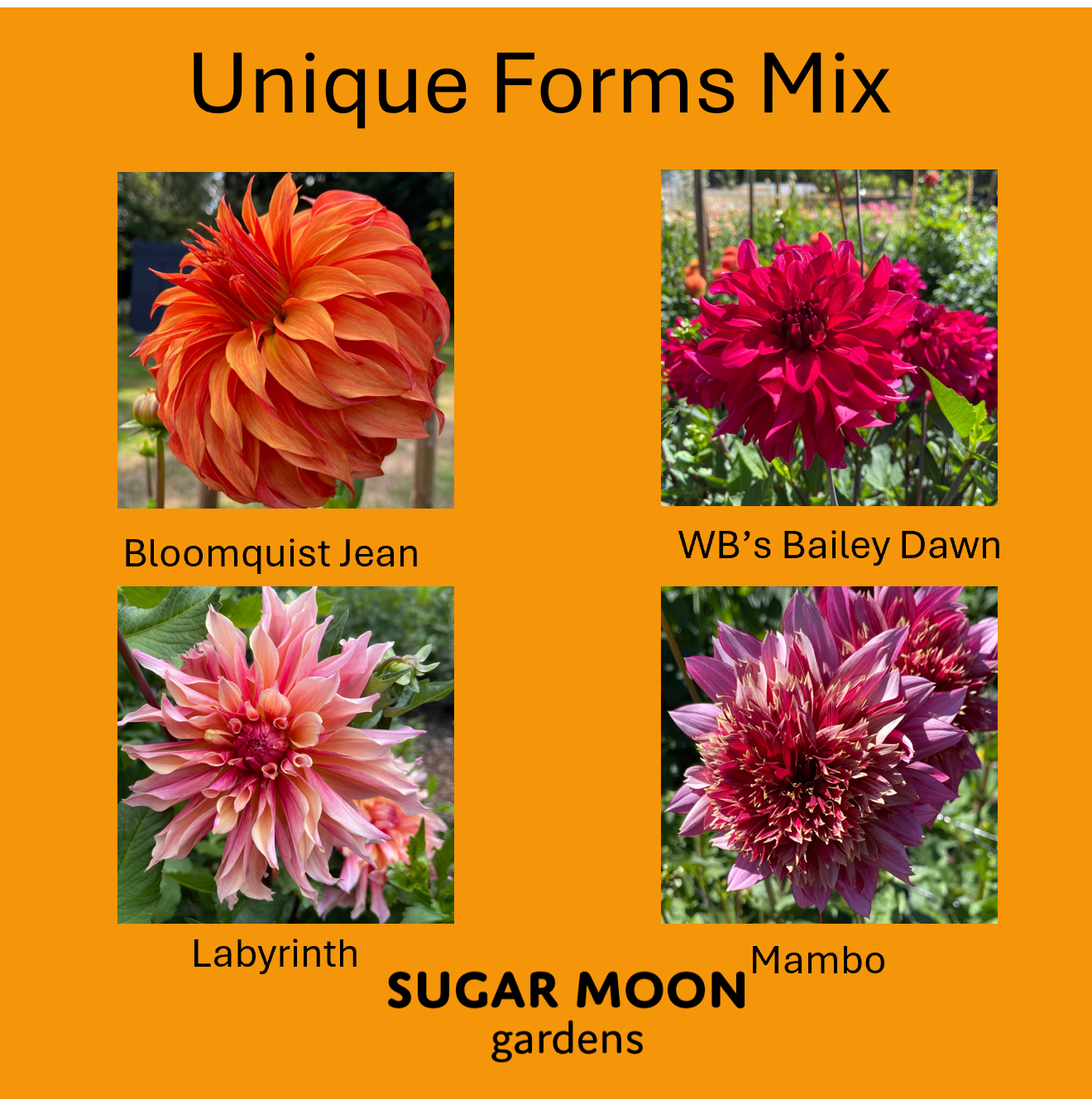 Seeds: Dahlia Mix - Unique Forms