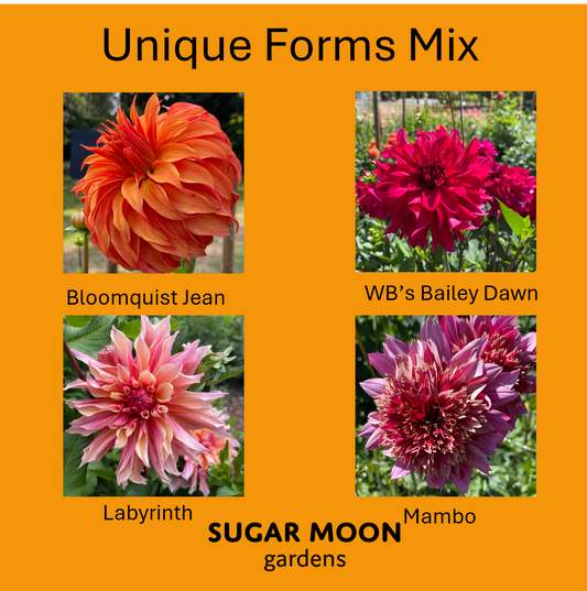 Seeds: Dahlia Mix - Unique Forms