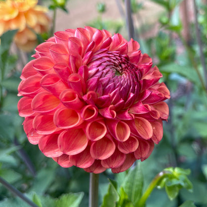 Dahlia Tuber: Valley Tawny - Sugar Moon Gardens