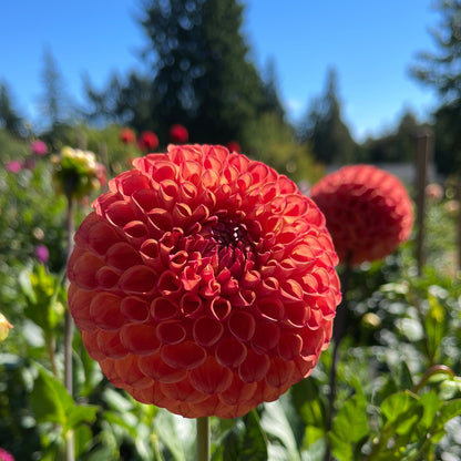 Dahlia Tuber: Valley Tawny - Sugar Moon Gardens