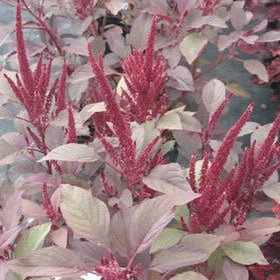 Amaranthus Velvet Curtains - Sugar Moon Gardens