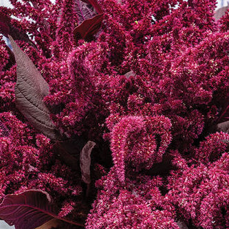 Amaranthus Velvet Curtains - Sugar Moon Gardens